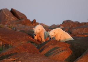Kanada | Manitoba - Eisbären und Belugas am Churchill River